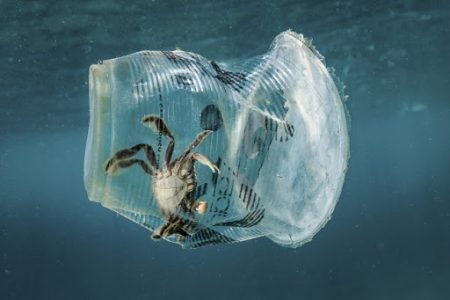 krabas plastikinis puodelis vandenynas
