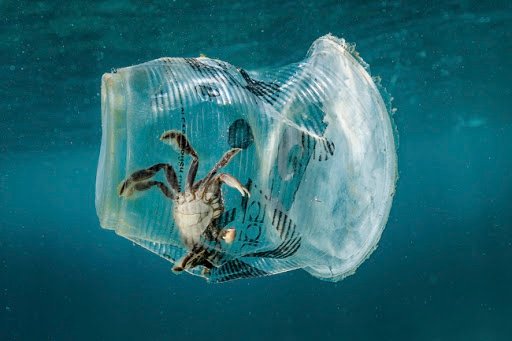 krabas plastikinis puodelis vandenynas