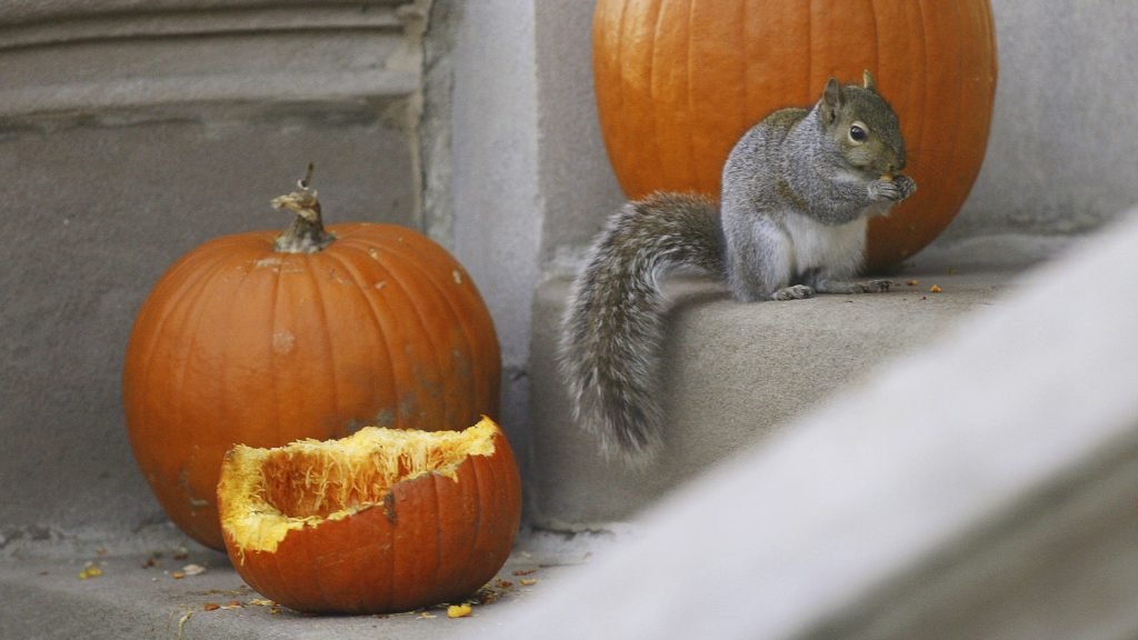 squirrel eating pumpkins